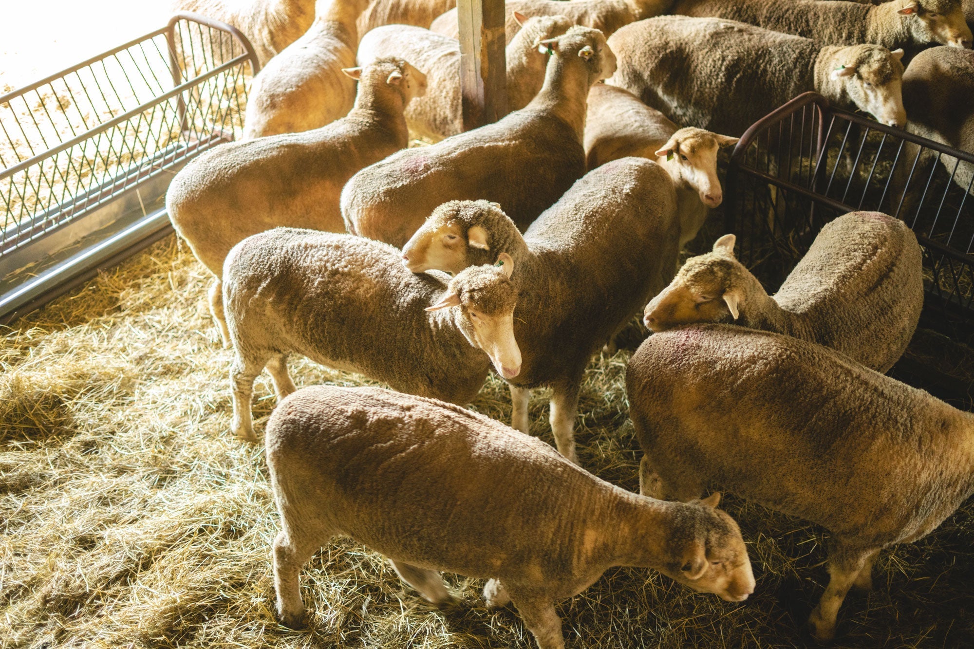 The Secret Behind Radiant Skin: Why Lanolin Is Nature's Ultimate Moisturizer