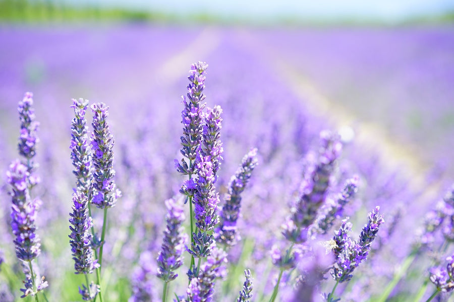 Unlock Lavender Oil Benefits for Skin