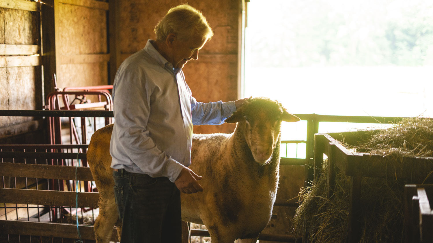 Ben Calkin with sheep