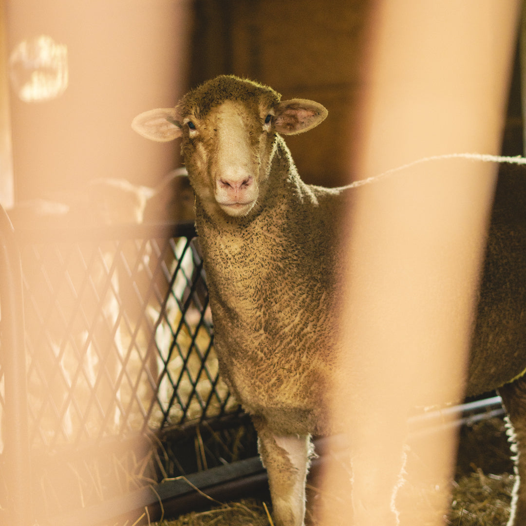 From Our Pasture to Your Skin: The Ethical Journey of High Meadow Lanolin