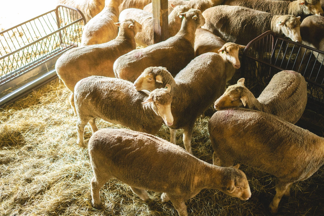 The Secret Behind Radiant Skin: Why Lanolin Is Nature's Ultimate Moisturizer