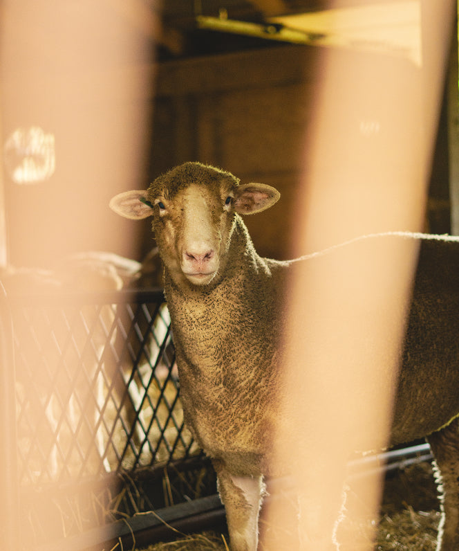 Shady Hill Farms, Ltd. photo 14